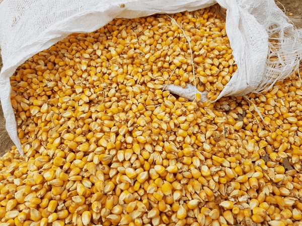 Corn