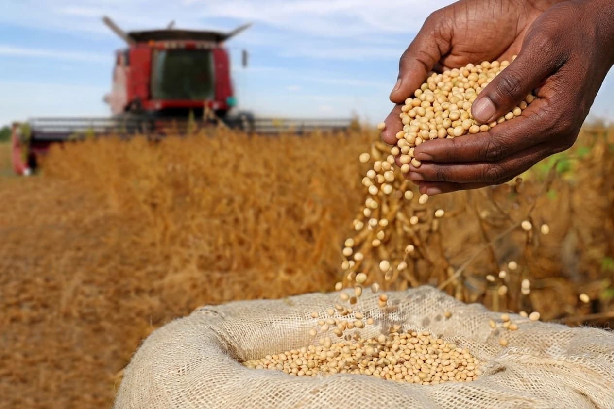 Soybean harvest and processing